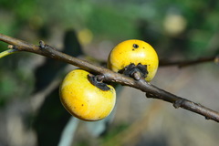 Diospyros japonica