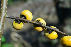 Diospyros japonica