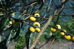 Diospyros japonica