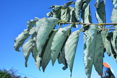 Diospyros japonica