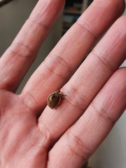 Epilachna clandestina