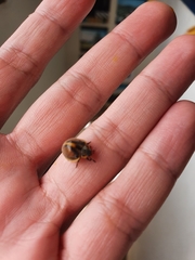 Epilachna clandestina