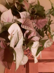 Caladieae