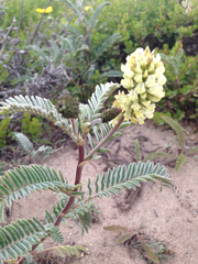 Astragalus pycnostachyus