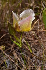 Calochortus coxii