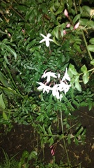 Bouvardia longiflora