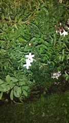 Bouvardia longiflora