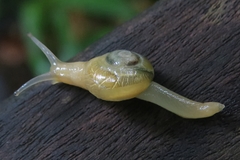 Helicarion perfragilis