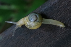 Helicarion perfragilis