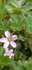 Geranium seemannii