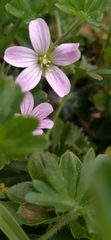 Geranium seemannii