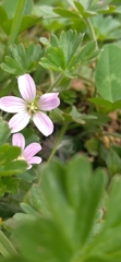 Geranium seemannii