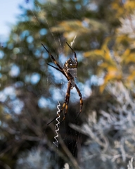 Argiope argentata