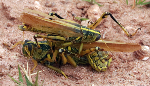 Leather-colored Bird Grasshopper photo 5