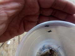 Chalcidoidea