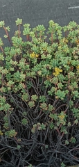 Sedum