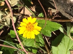 Sphagneticola trilobata