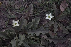 Jaborosa runcinata