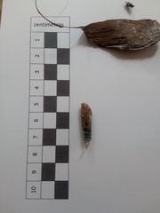Chalcidoidea