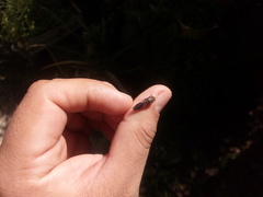 Homalodisca vitripennis