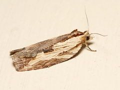 Cryptoptila immersana