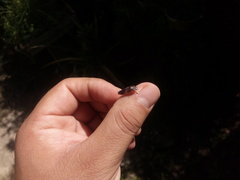 Homalodisca vitripennis