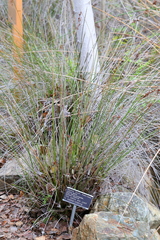 Juncus textilis