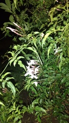 Bouvardia longiflora