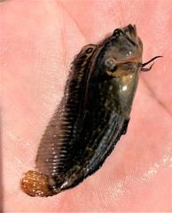 Chasmodes bosquianus