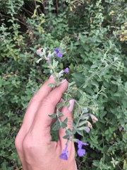 Nepeta racemosa racemosa