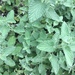Nepeta racemosa racemosa - Photo (c) racheljencen, μερικά δικαιώματα διατηρούνται (CC BY-NC)
