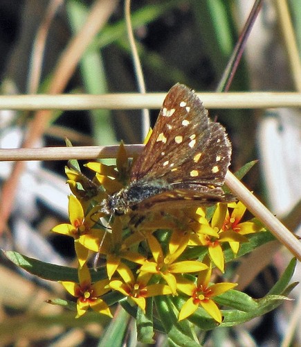 Patagónica ocre