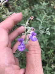 Nepeta racemosa racemosa