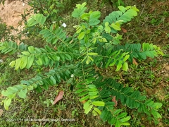 Phyllanthus pulcher