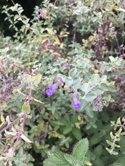 Nepeta racemosa racemosa