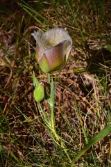 Calochortus coxii