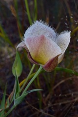 Calochortus coxii