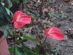 Anthurium andraeanum