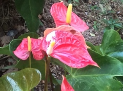 Anthurium andraeanum