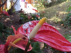Anthurium andraeanum