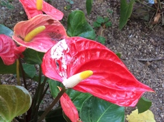 Anthurium andraeanum
