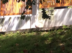 Streptopelia chinensis