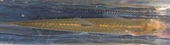 Notropis heterolepis