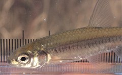 Notropis heterolepis