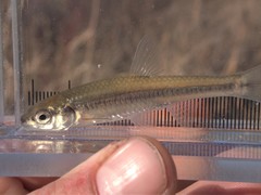 Notropis heterolepis