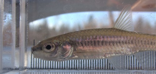 Blacknose Shiner