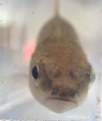 Notropis heterolepis