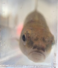 Notropis heterolepis