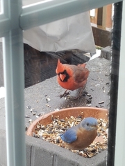 Cardinalis cardinalis