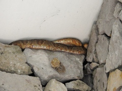 Trimorphodon paucimaculatus